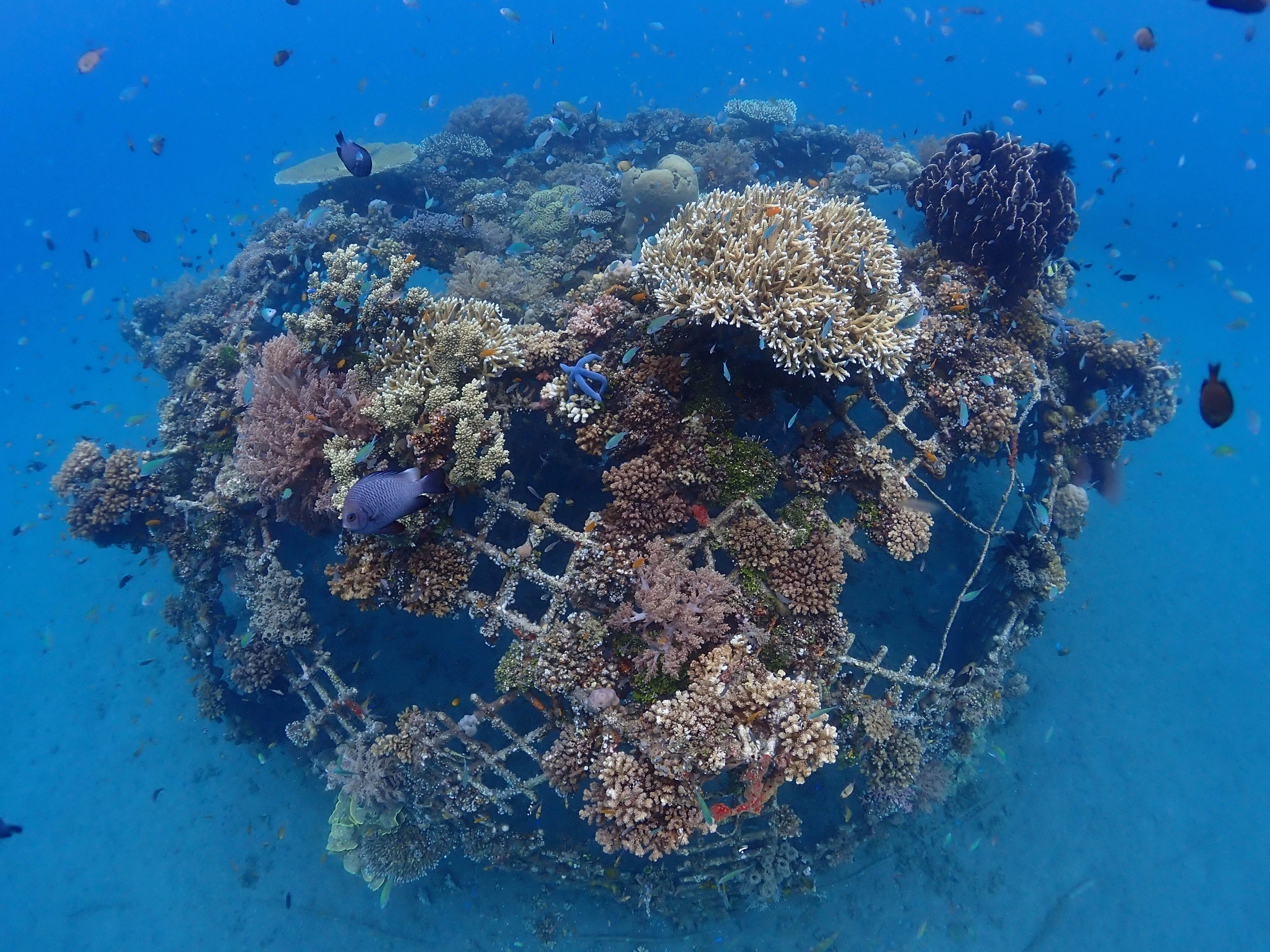 Marine Conservation