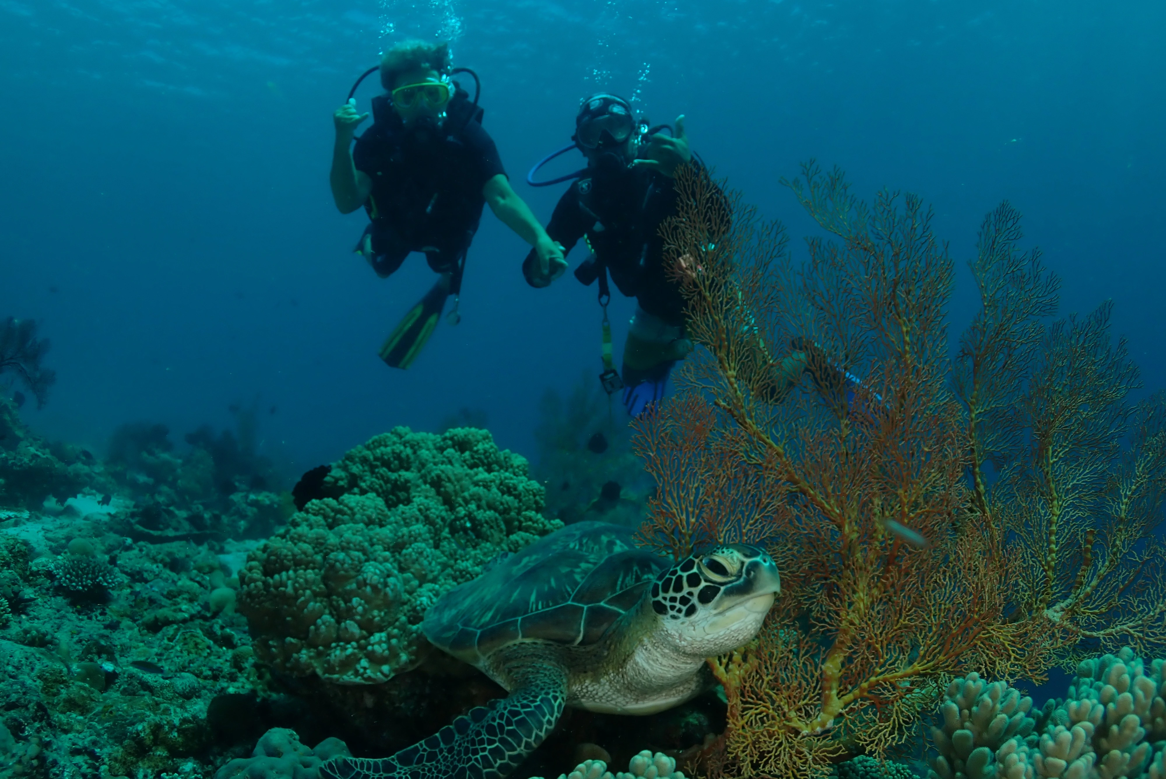 Guided Dive Trips