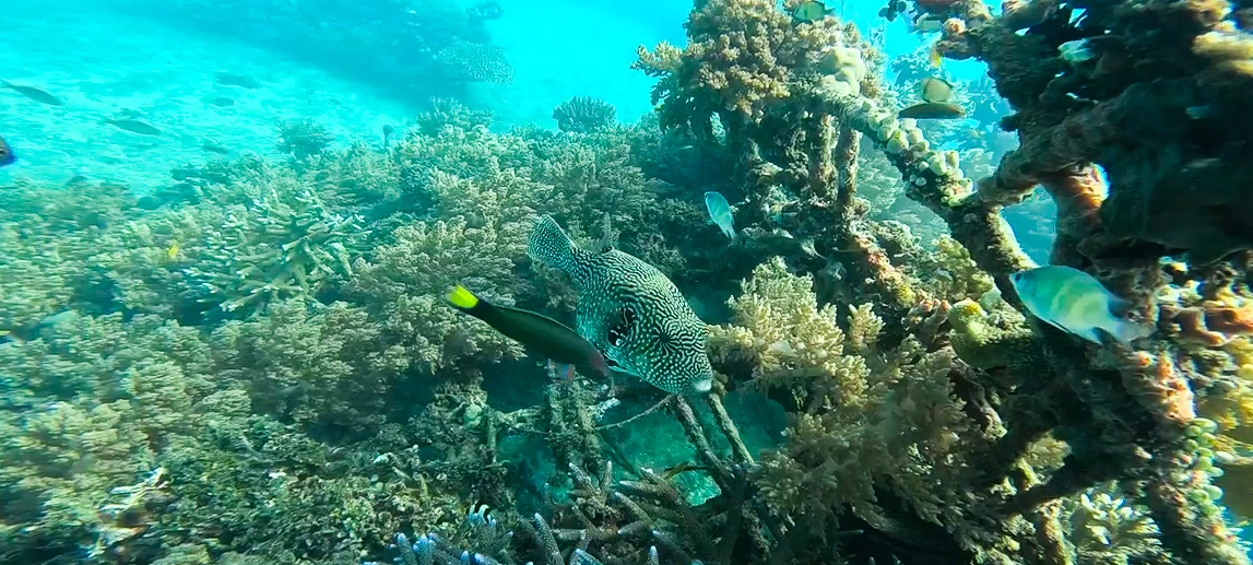 Boat Dive Pemuteran Offshore
