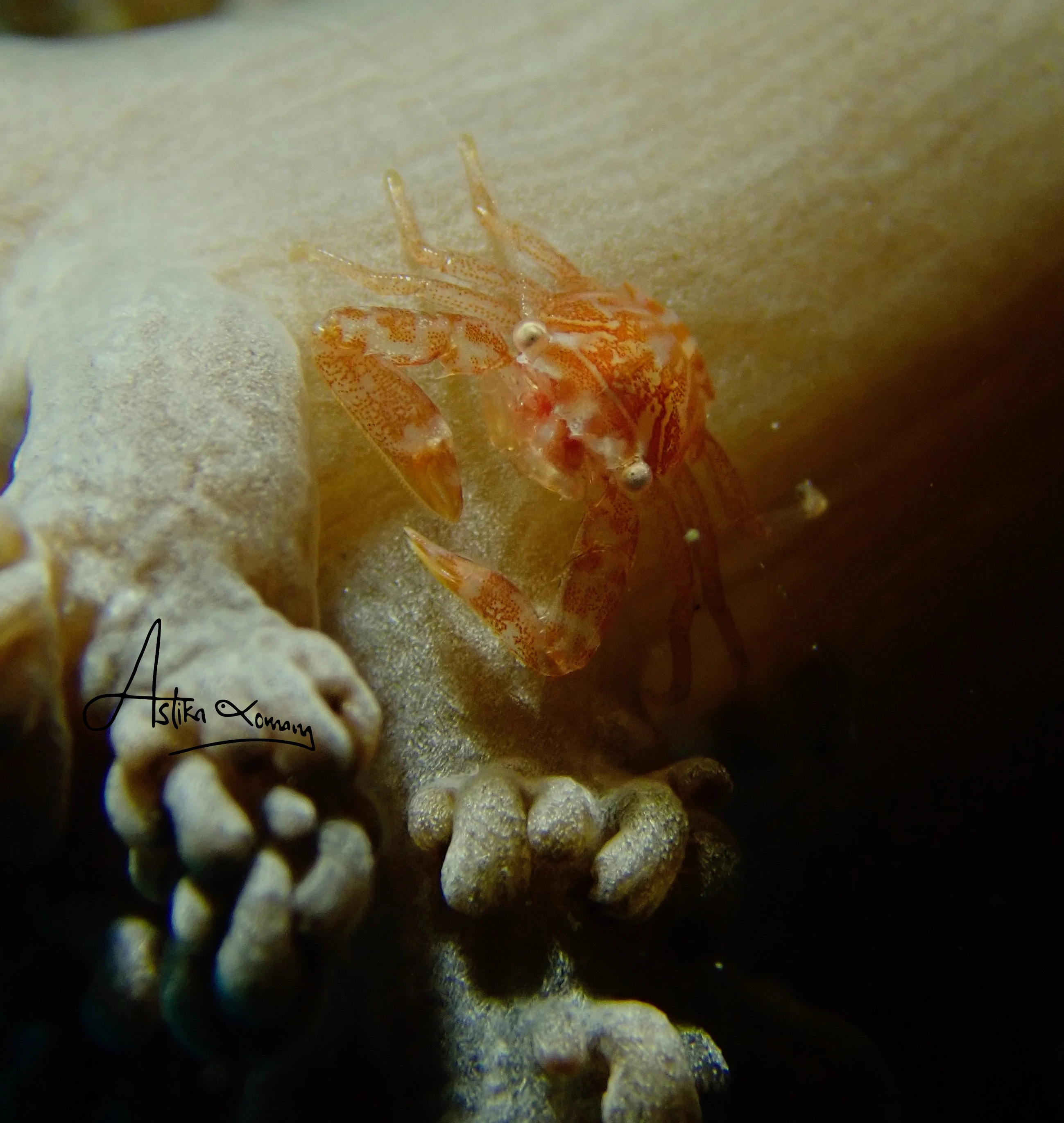 Macro Dive Puri Jati