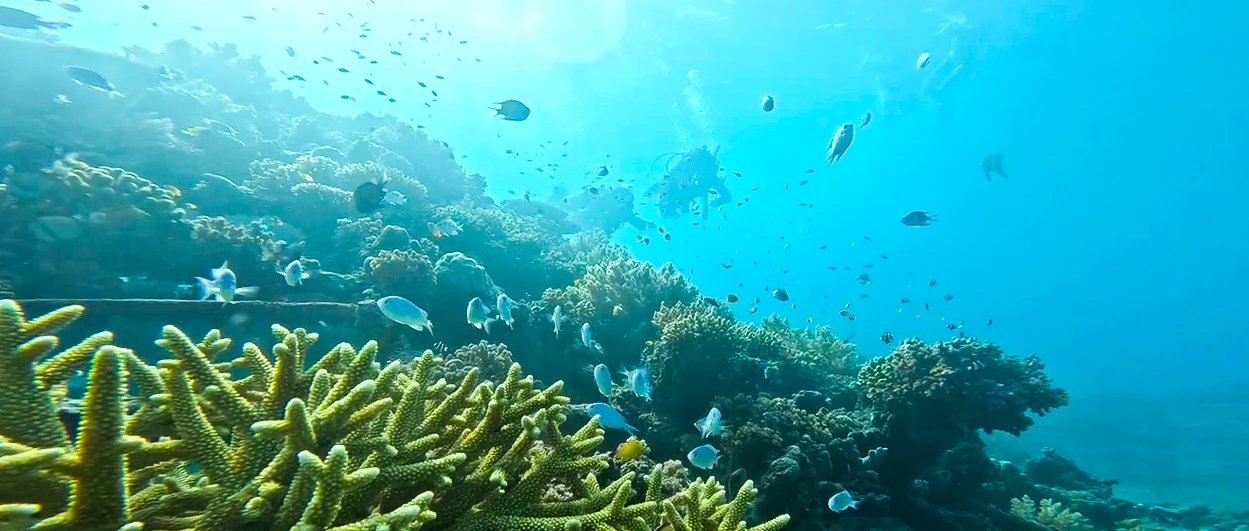 Fun Dive Menjangan Island