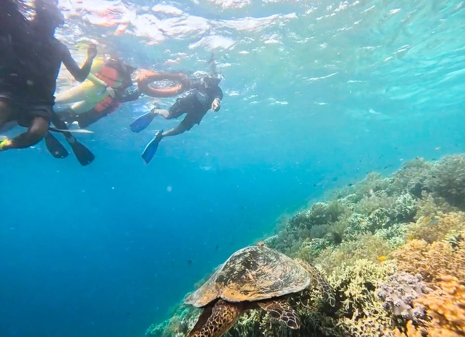 Snorkeling Menjangan Island