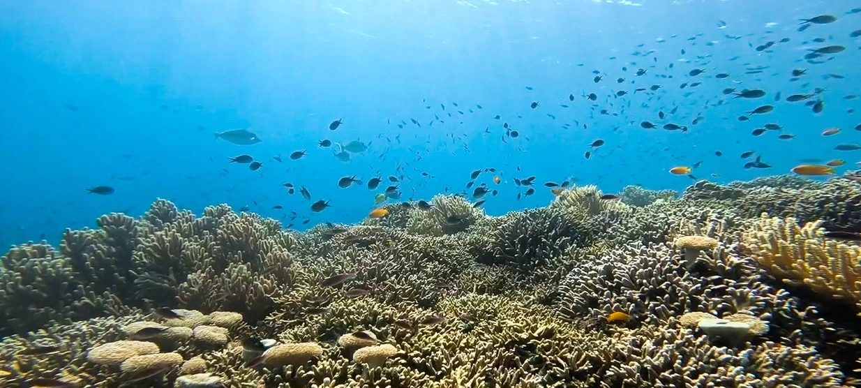 Dive Package 3 Days Menjangan