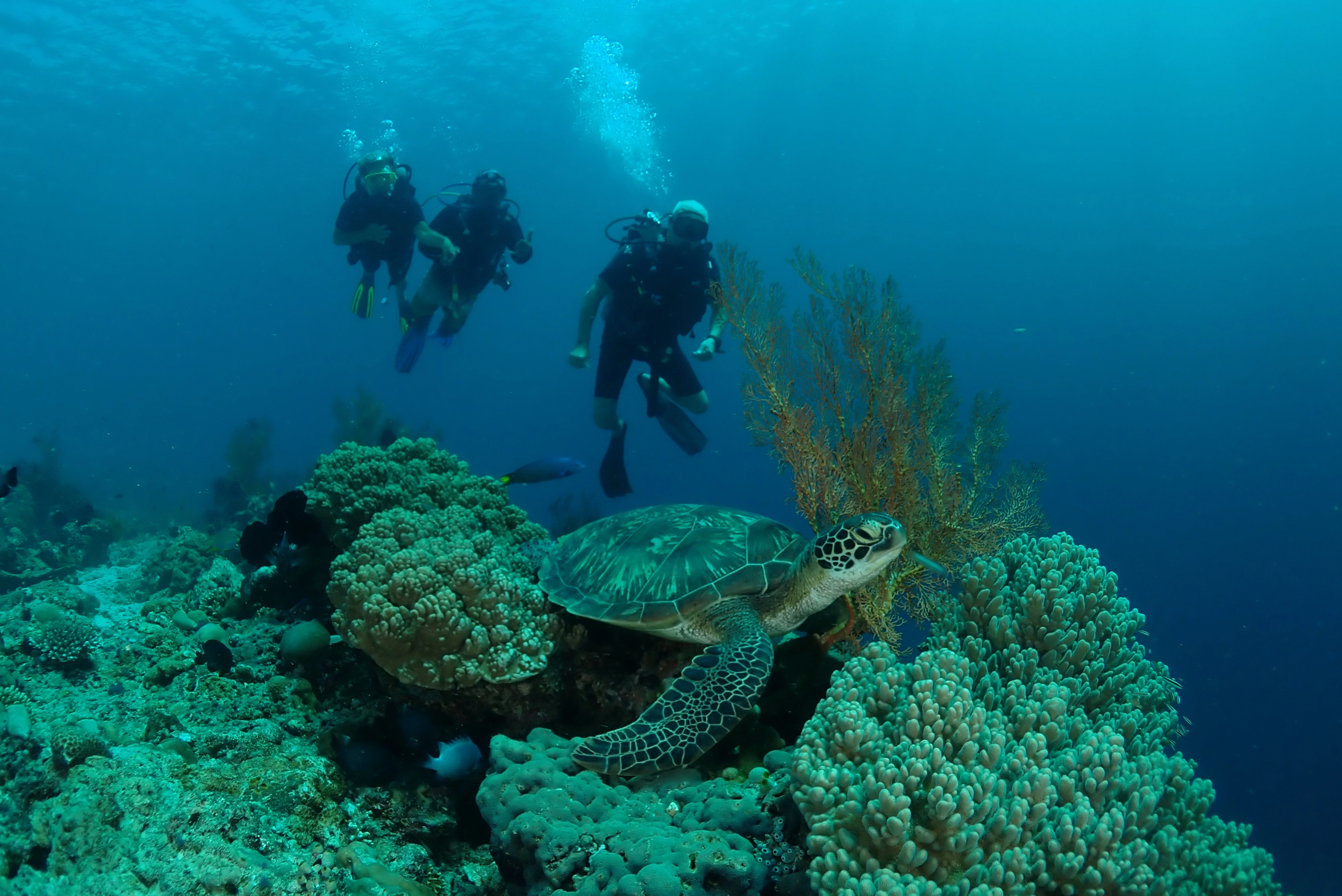 Bali Ocean Reef diving experience - divers exploring coral reef with sea turtle